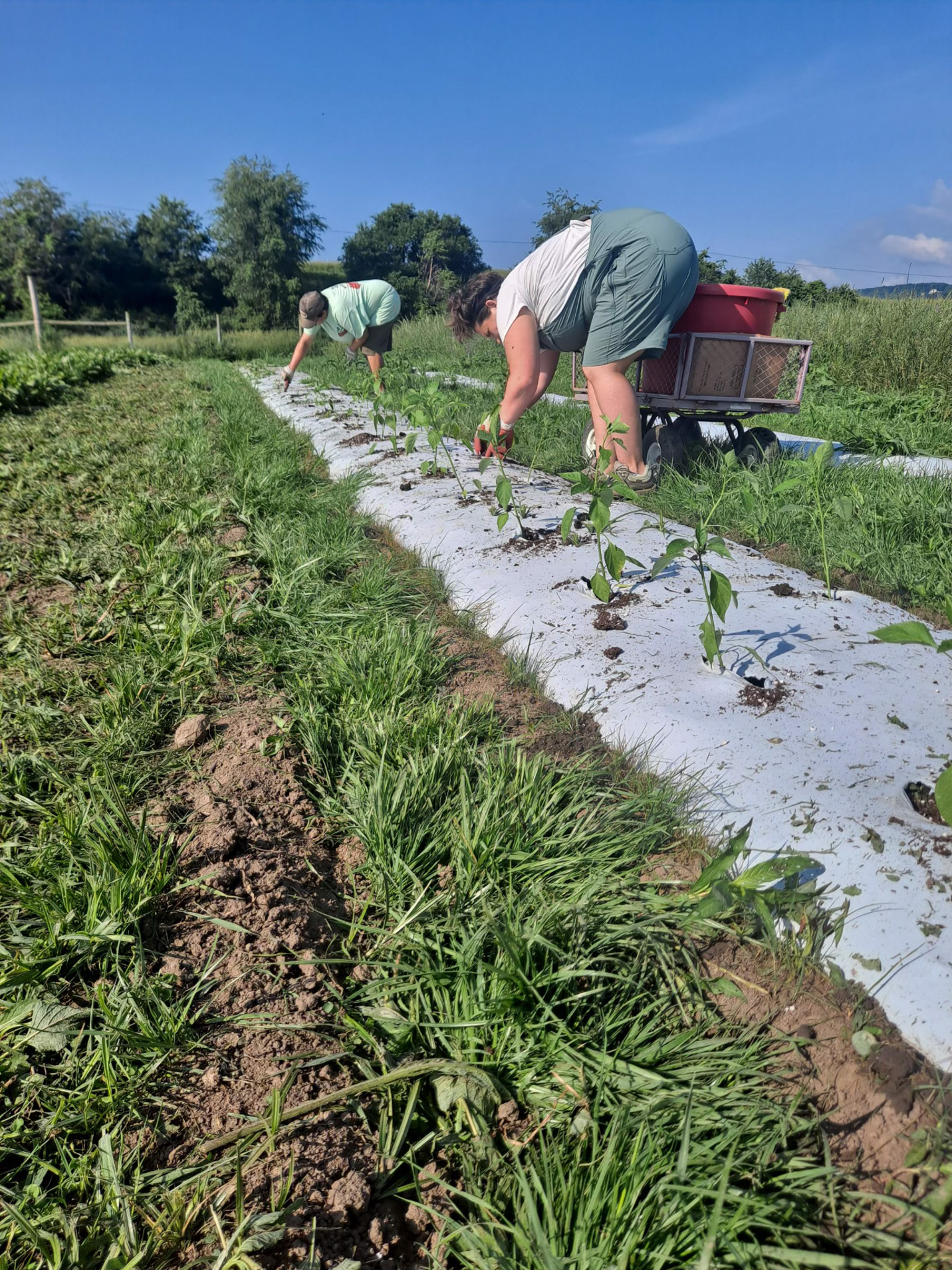 Ag Workforce Student Success: Lindsay Paul - Eastern West Virginia ...